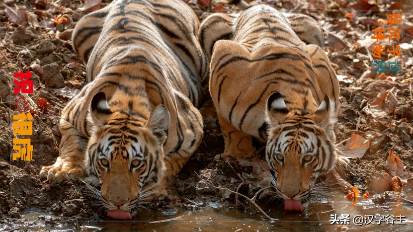 虎年带虎的成语,搜集有关虎年的成语十则