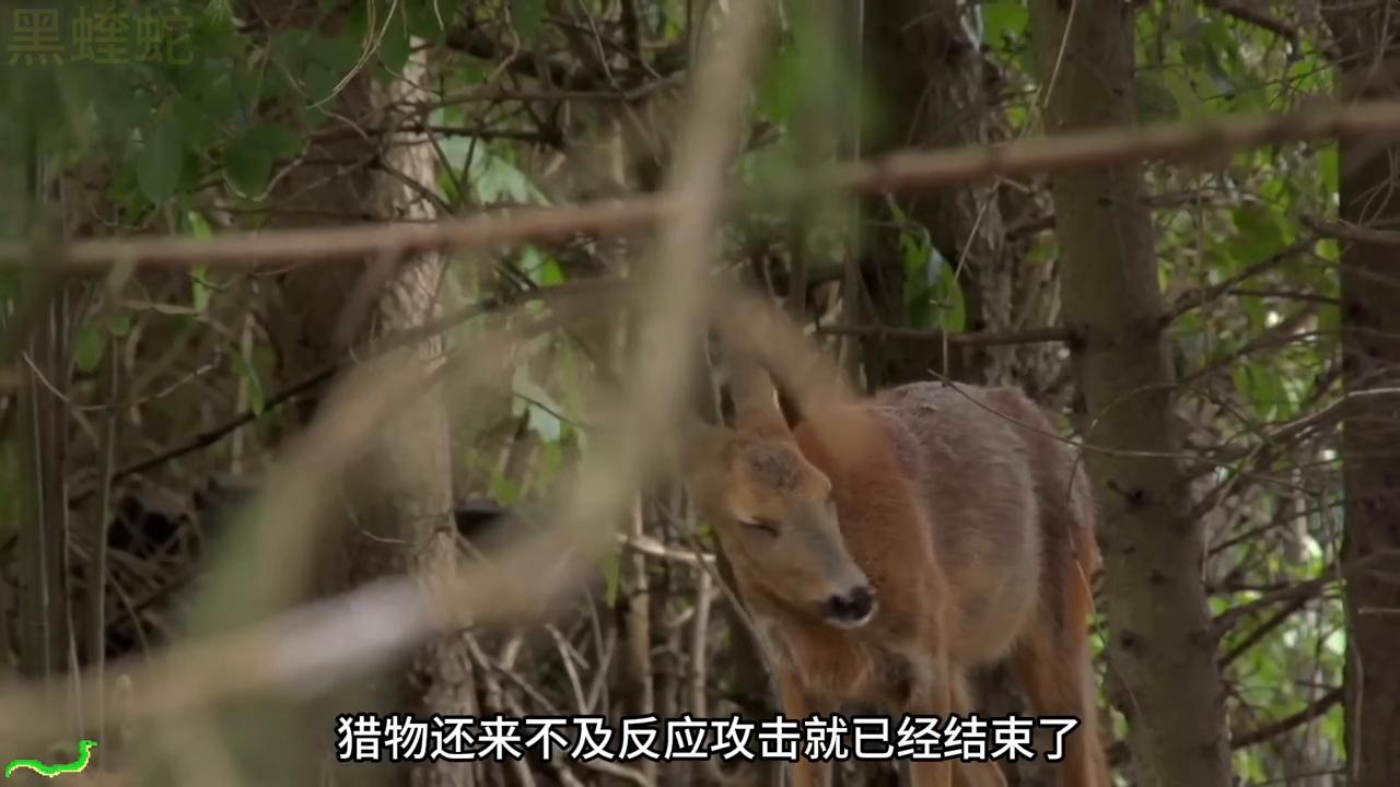 毒蛇捕食老鼠全过程,蝰蛇毒死老鼠有多快