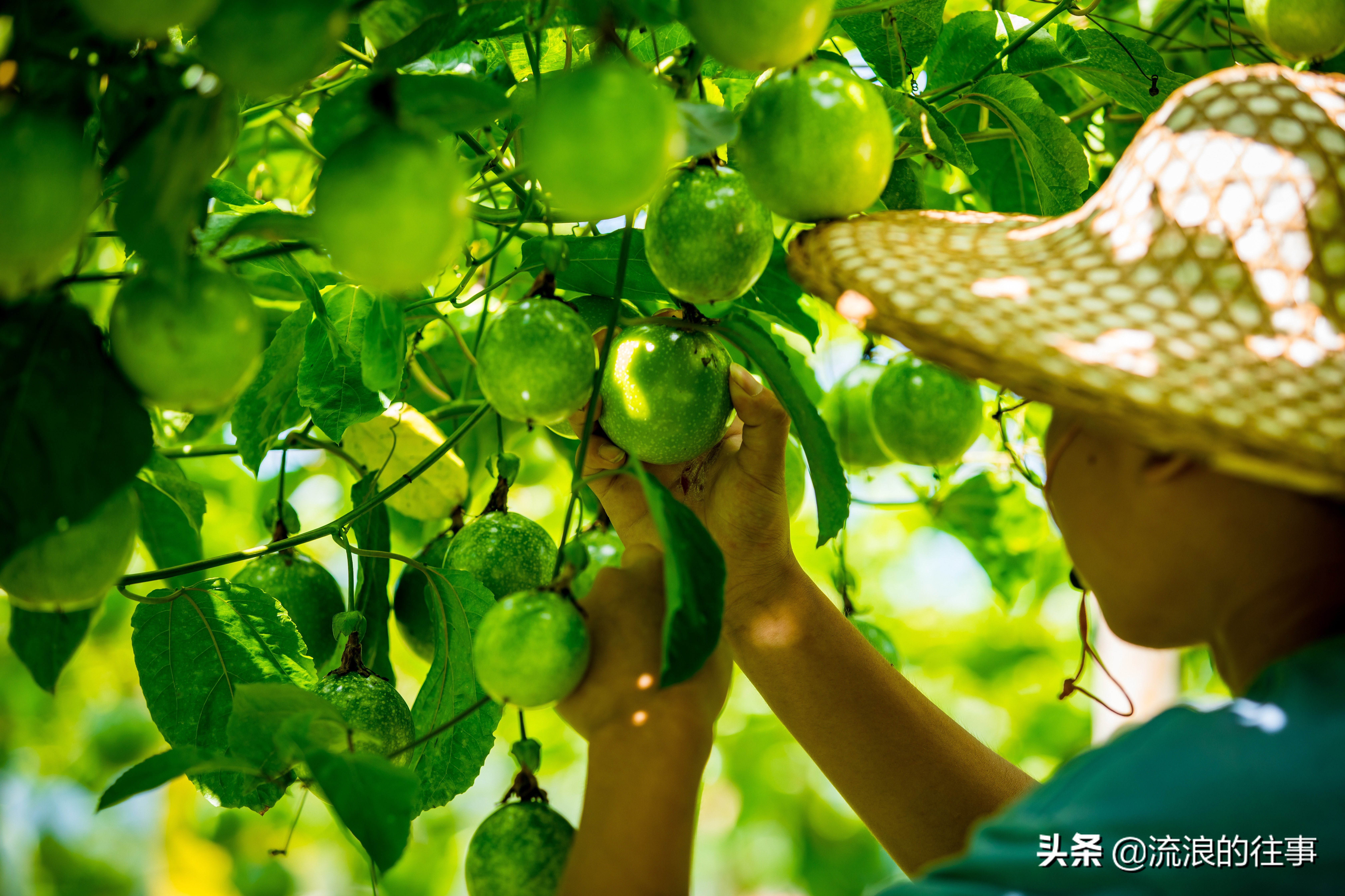 当下黄金百香果最好的品种是,日本黄金百香果什么品种好