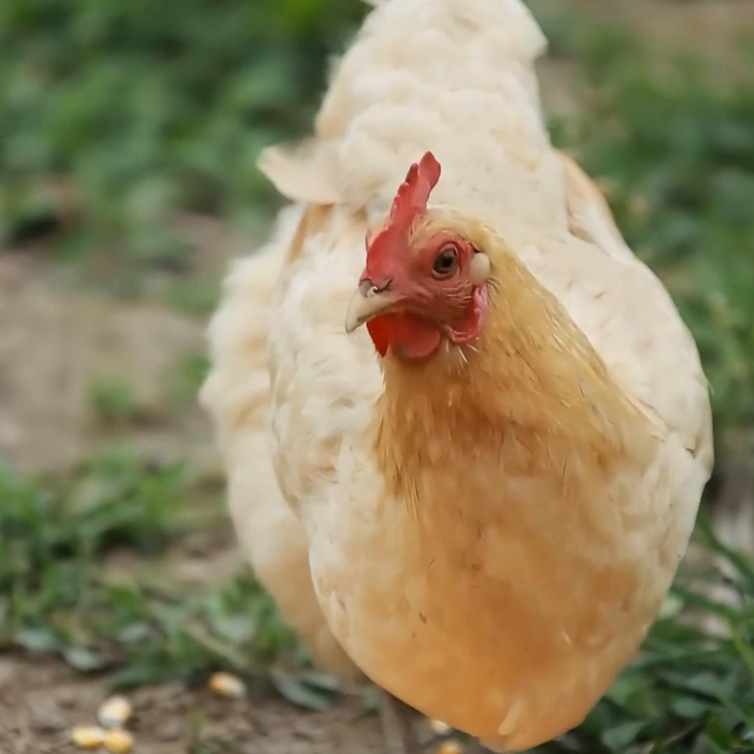 做真实的自己，做真实的产品。#乡村味道