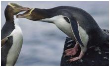 鸟类在分类学中统称为什么,鸟纲分类总表