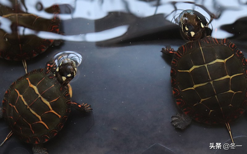 新手养龟的基本知识,入门养龟用什么龟缸