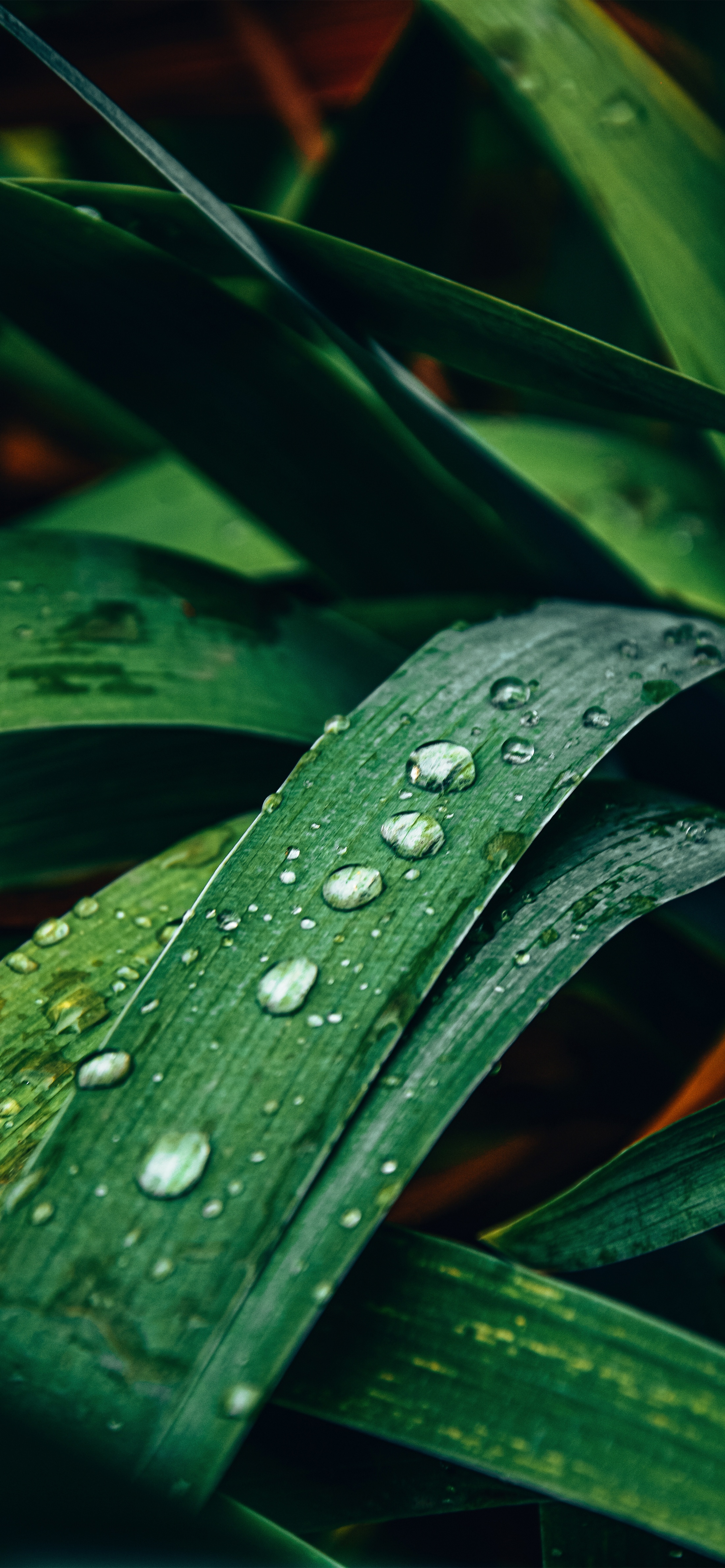 壁纸护眼好看的高清壁纸,华为壁纸绿色护眼图片大全高清