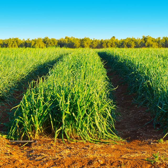 “往前葱”价低又后劲不足，为何不留地里等年后卖？葱农笑我无知