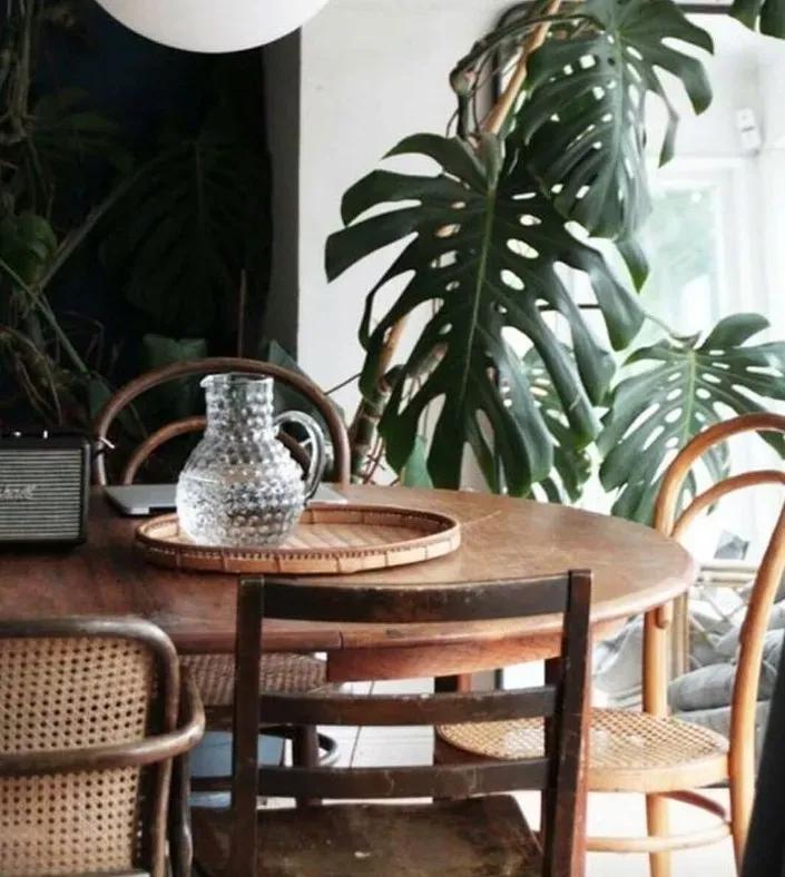 客厅实用盆栽植物有哪些,客厅一般放什么植物盆栽比较好