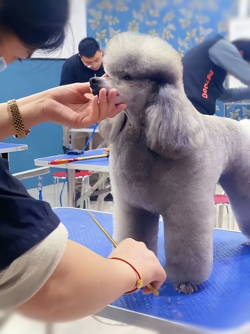 宠物行业人才招聘,派多格宠物店宠物