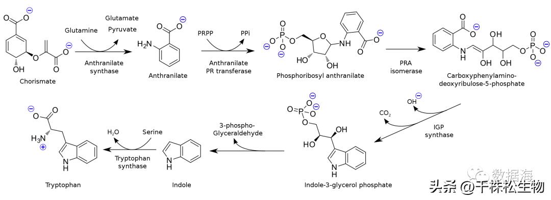 色氨酸是氨基酸,色氨酸和氨基酸的区别