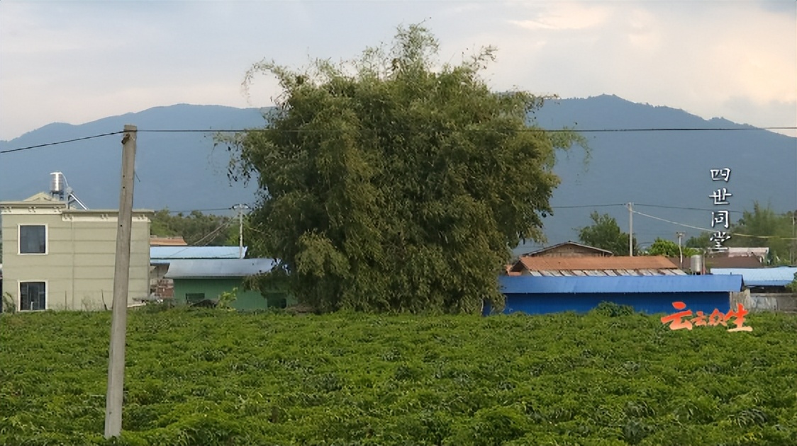 四世同堂最深度解析,四世同堂中值得思考的问题