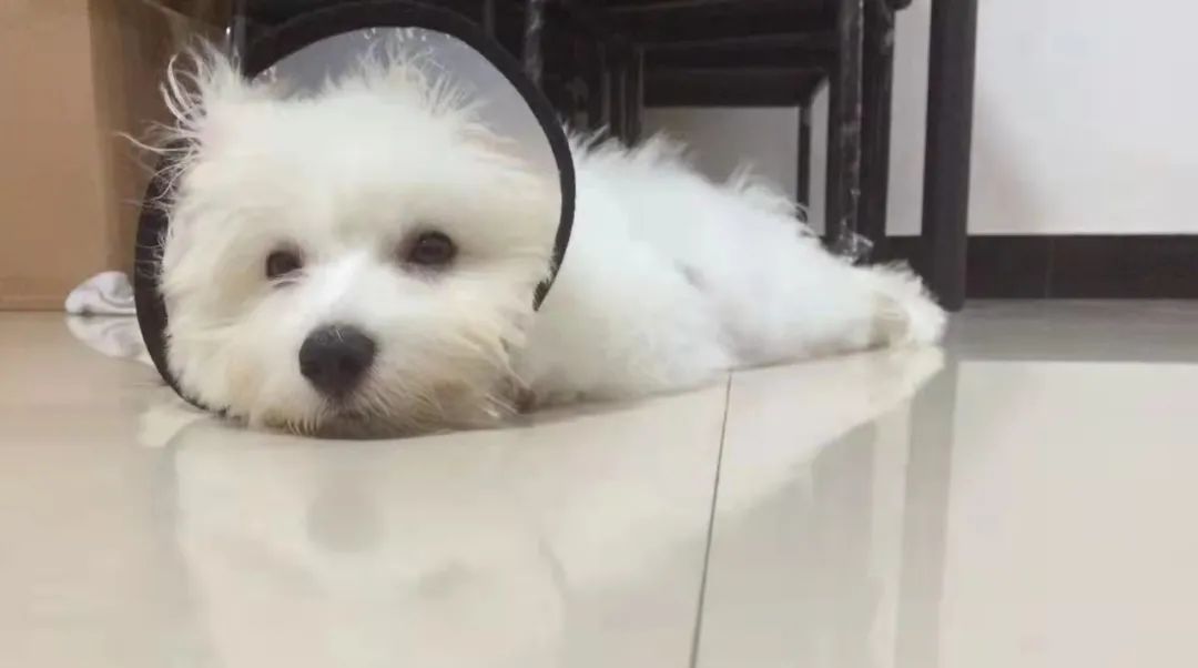 2个月幼犬细小有什么症状？犬细小病毒是怎么引起的？