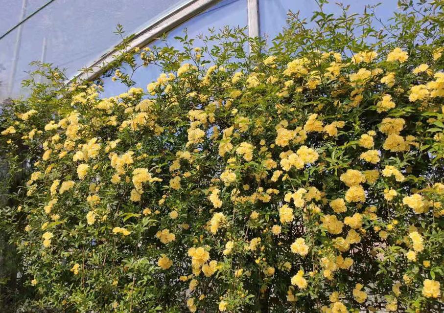 什么花做花墙最好种植,打造花园阳台推荐养什么花