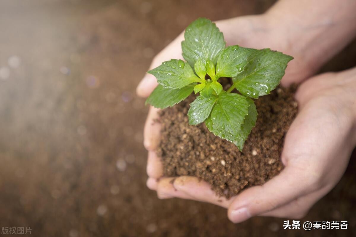 拼多多不建议买的10种商品,拼多多购物需要注意哪些问题