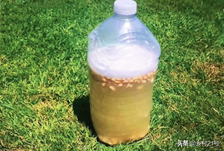 自制的黄豆肥使用方法,黄豆发酵液体肥效果
