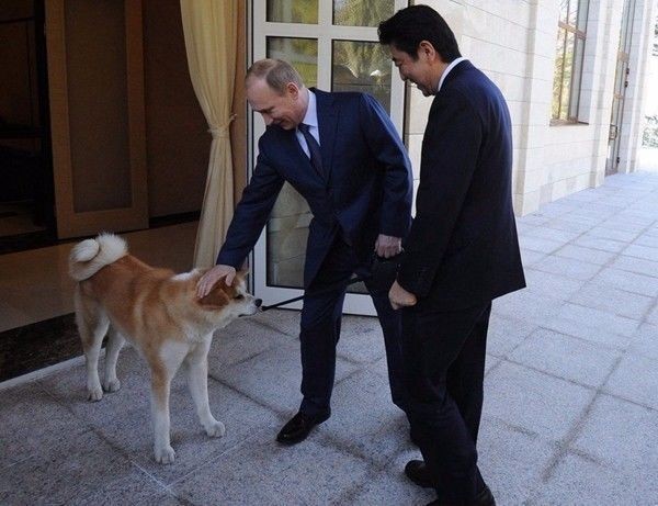 普京的几条爱犬,普京的宠物狗科尼到底有多聪明