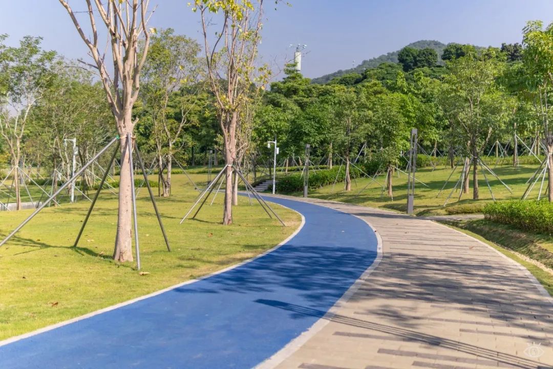 深圳九条最美绿道图片,这些深圳绿道骑出你的美