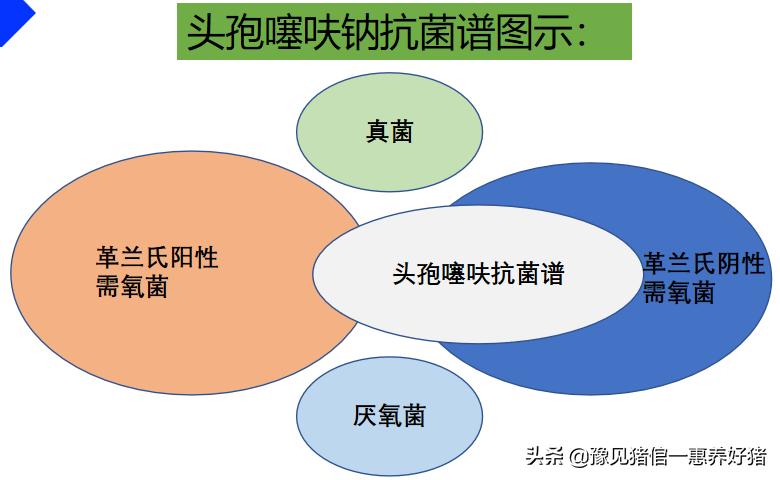 兽医微生物图谱,兽医药理基础知识