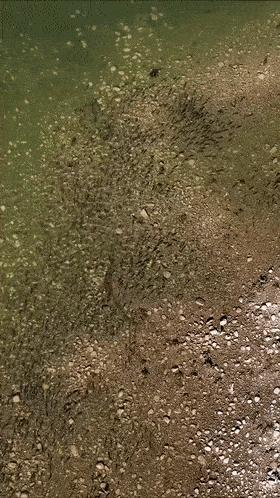 长江禁渔出现了什么新鱼,长江禁渔10年到现在鱼怎么样了