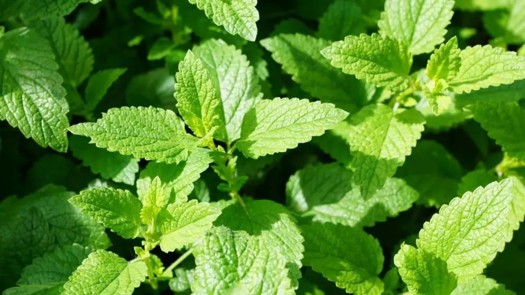 万物有灵|知我清凉疗痛伤——薄荷