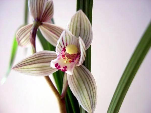 兰花品种大全四川,兰花品种鉴别方法