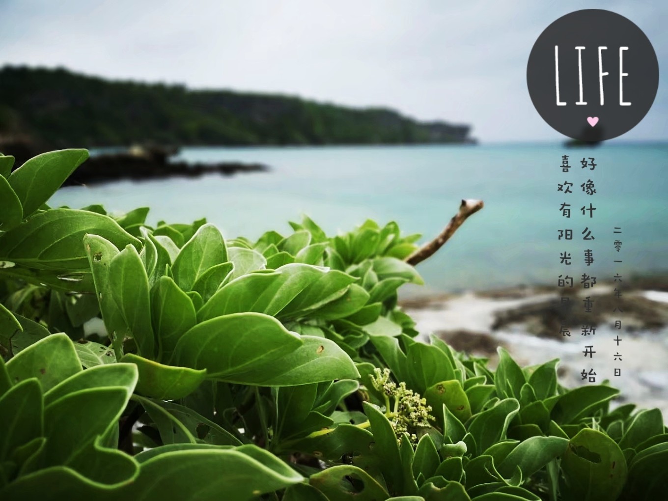 暑期档2019年,2019年暑期档