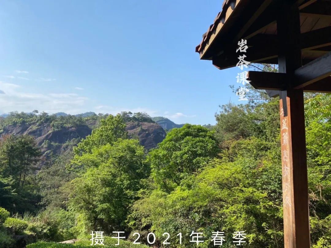 炭焙茶大红袍肉桂水仙,喝岩茶大红袍水仙肉桂