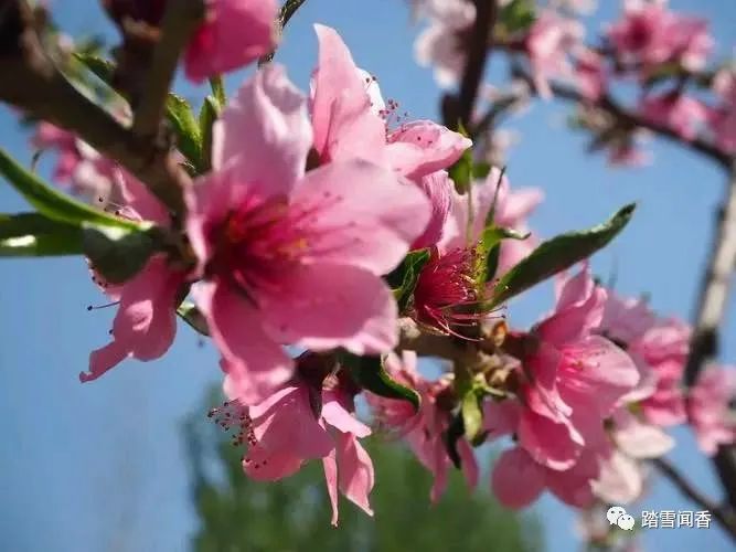 赞美梨花的诗句古诗大全,关于梨花的古诗词大全