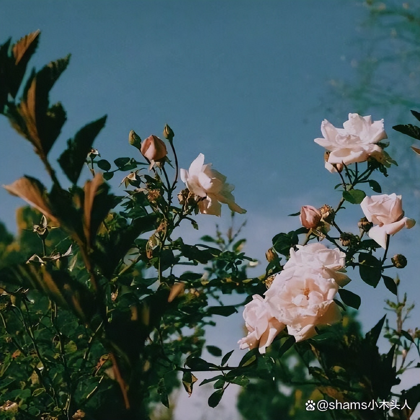 简短干净的微信id,简短干净的微信id昵称