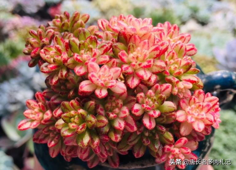 多肉耐涝,多肉耐冻什么程度