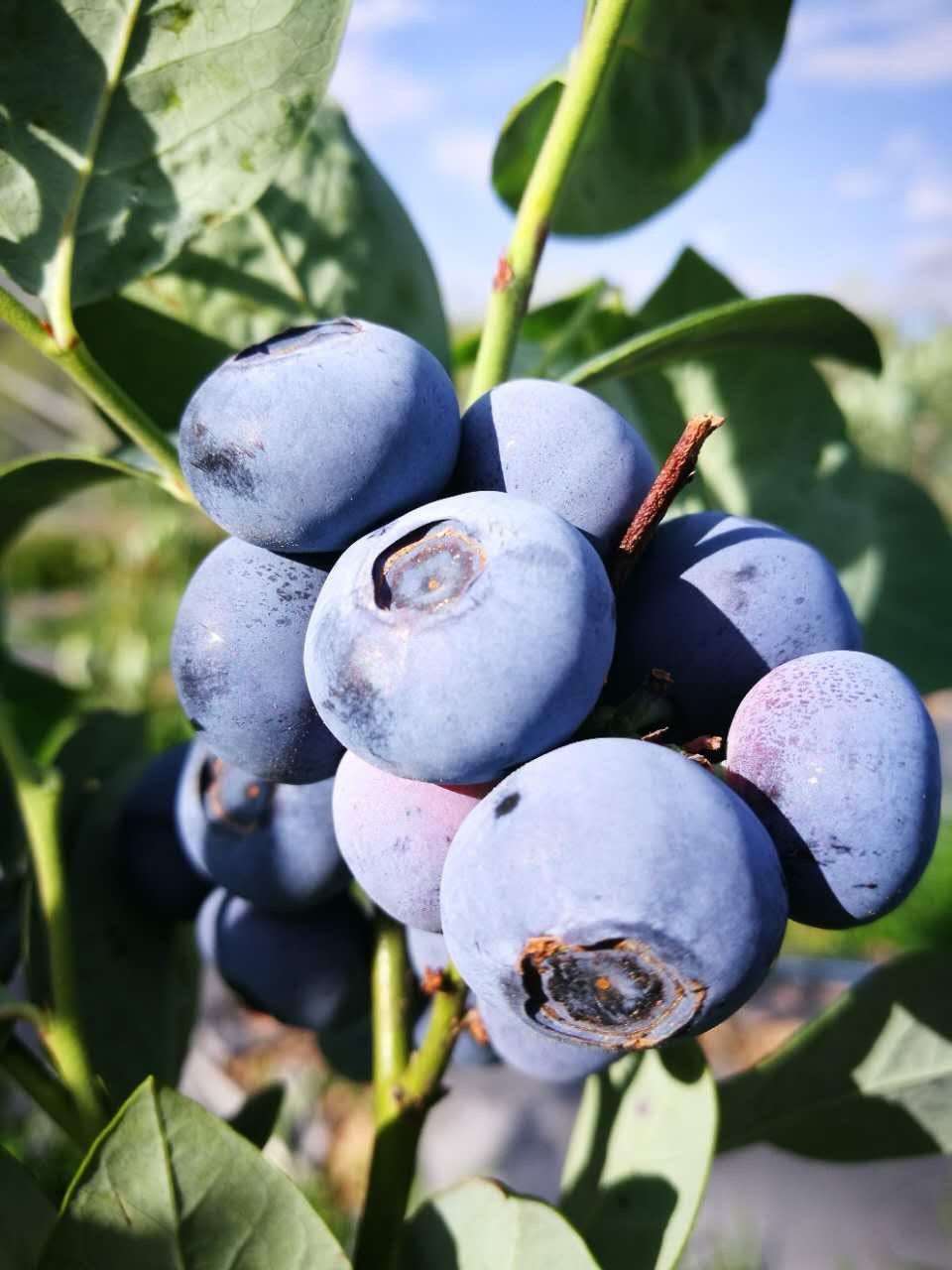 上兴蓝莓采摘,高县复兴镇上坝村