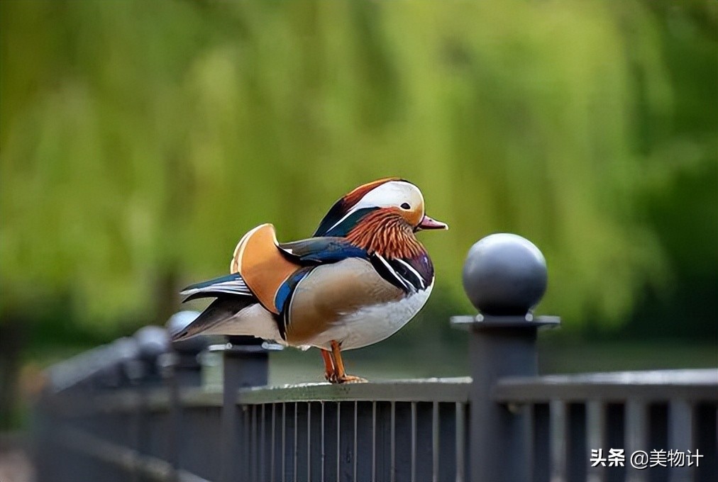 520的诗情画意的诗词,520优美爱情古诗