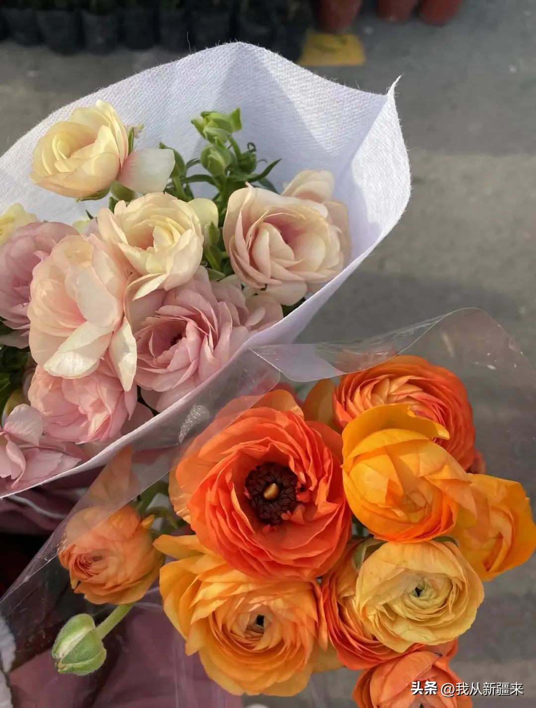 再见乌鲁木齐现场,乌鲁木齐不见不散