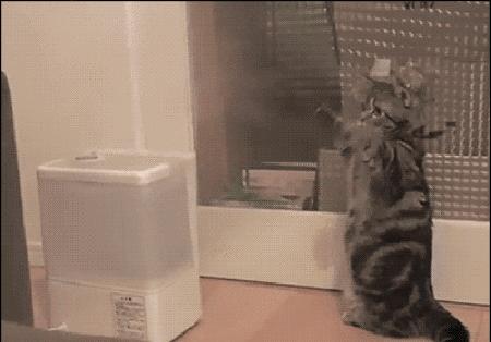 为什么都在说不能用加湿器,为什么不建议用加湿器