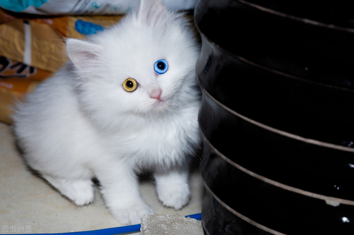 临清狮子猫天花板,新手养猫推荐中华田园猫