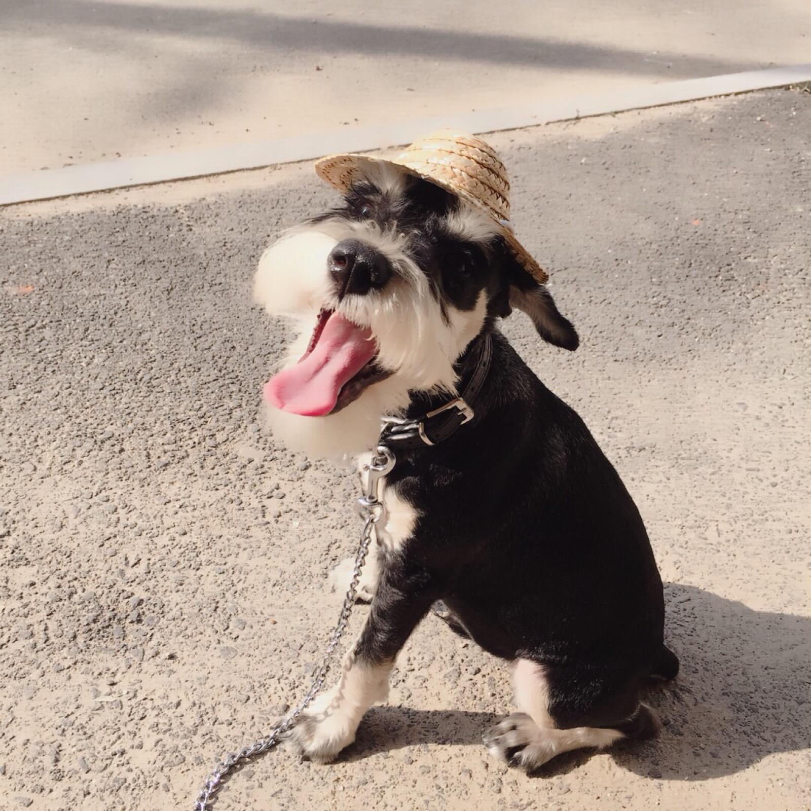 雪纳瑞特性小知识完整,雪纳瑞养着养着变色了