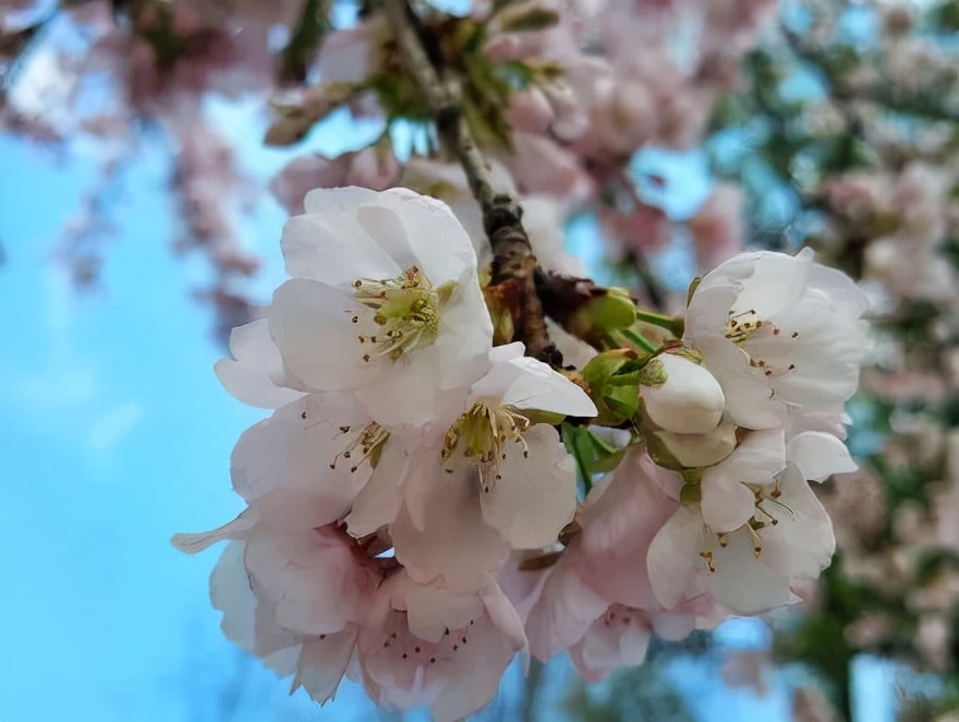 世界级的赏樱花的地方原来在这里,赏樱花的地方都在哪里