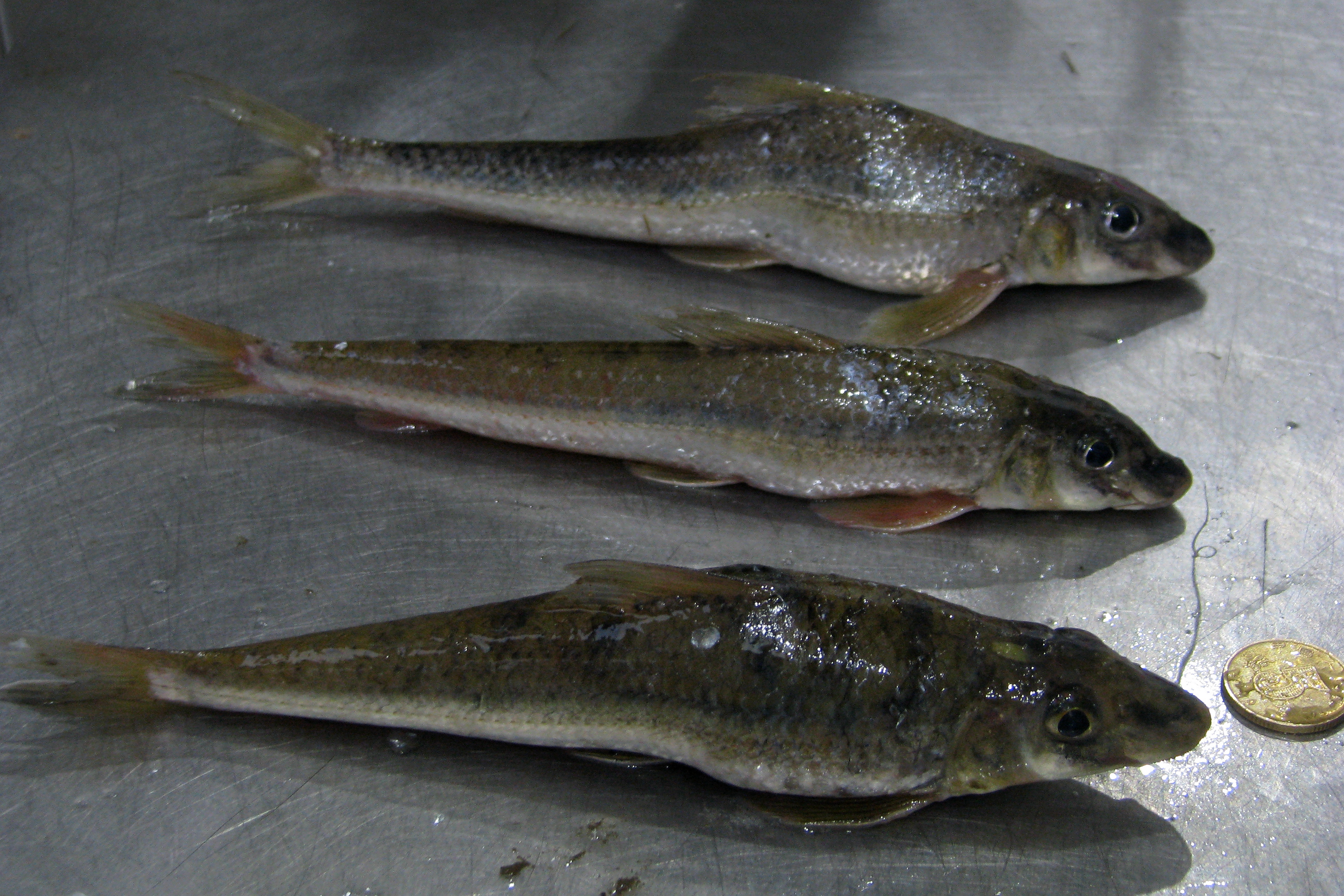 黑龙江三花五罗十八子图片,黑龙江名鱼三花五罗