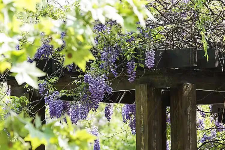 紫藤花，一锅炖不下的豆科，也有浪漫的一帘幽梦｜花名册No.00079