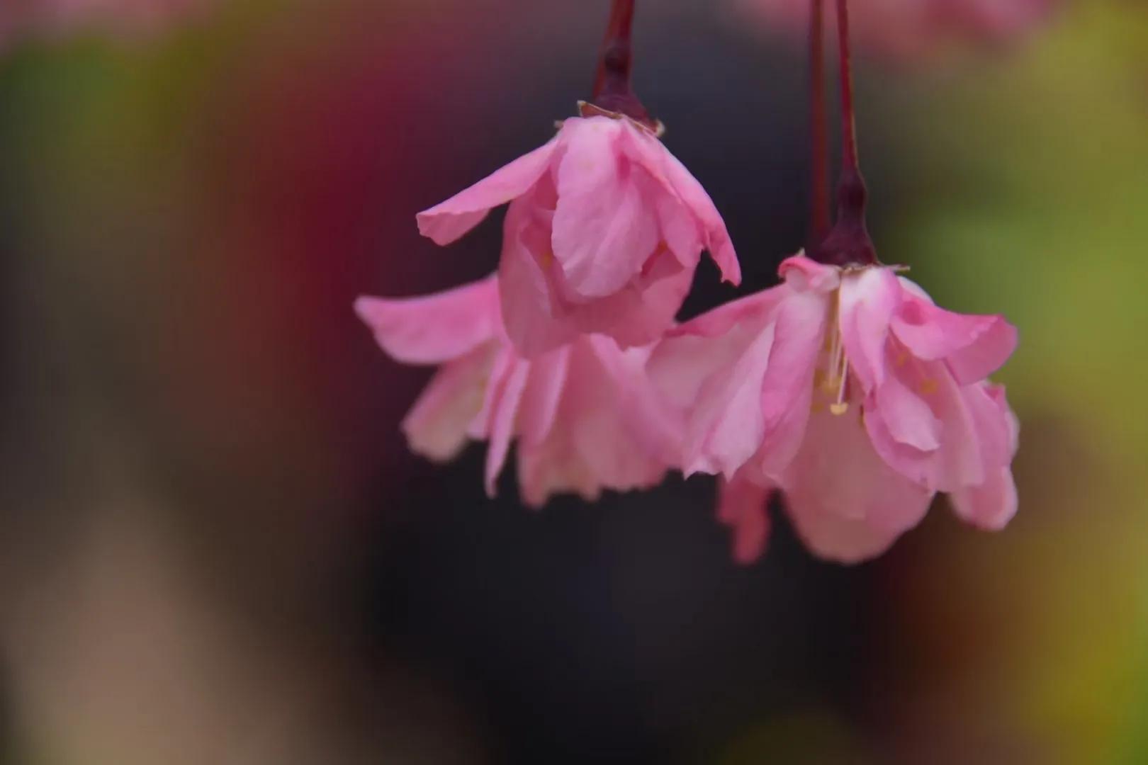 梨花飞情人泪广场舞完整版,梨花飞情人泪二胡独奏