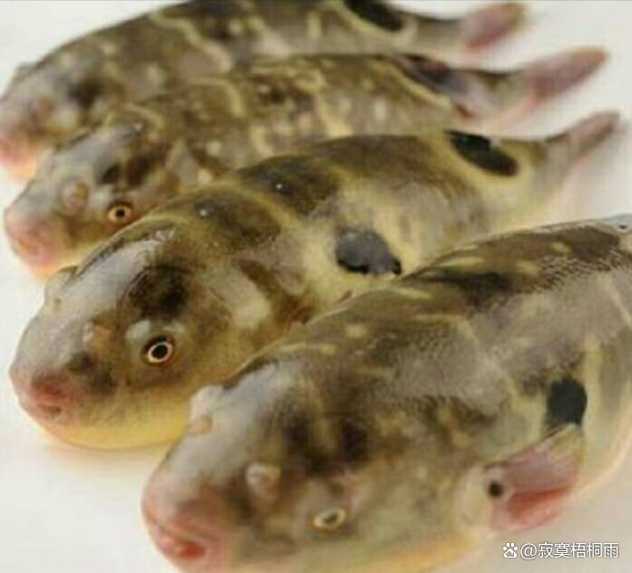 鏈夊瘬鎰忕殑绗斿悕鍒悕,鎬庝箞璧峰ソ鍚殑鍒悕瀛楀彿绗斿悕