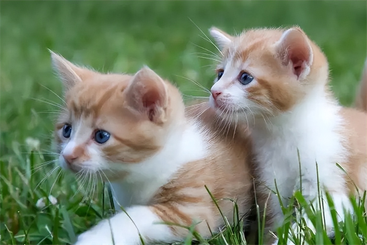 普安特兽药分享：猫咪声音嘶哑是怎么回事？