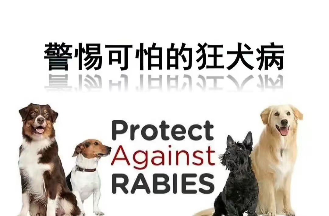 你觉得宠物是家庭的吗,人类对于宠物狗的评价