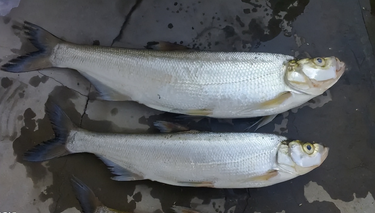翘嘴鱼有几种哪种最长,野生翘嘴鱼最大有多大