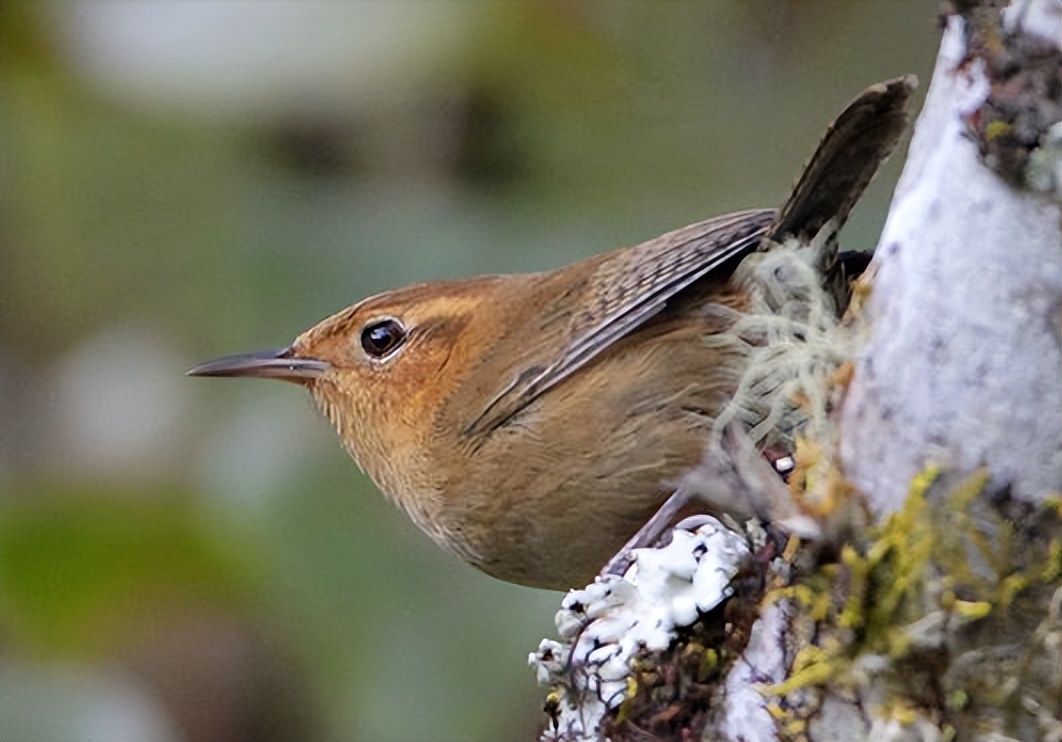 所有鸟图片大全大图,50张最佳鸟类摄影作品