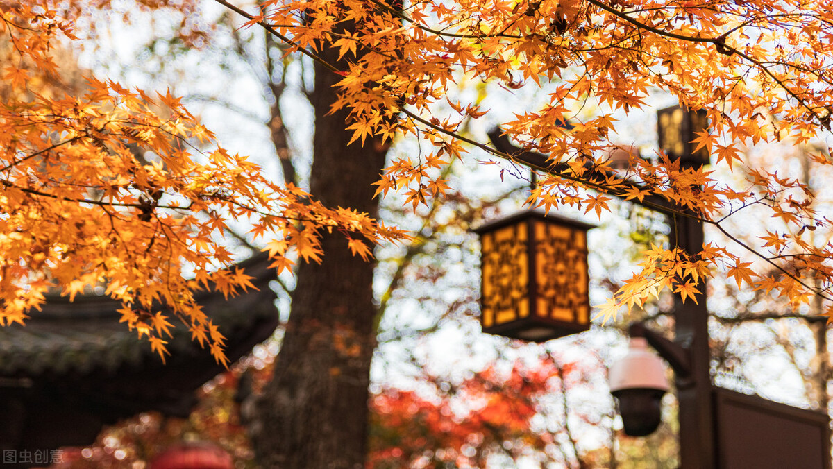 11月份去哪里玩最好玩呢,十一月份秋天适合去哪旅游国内
