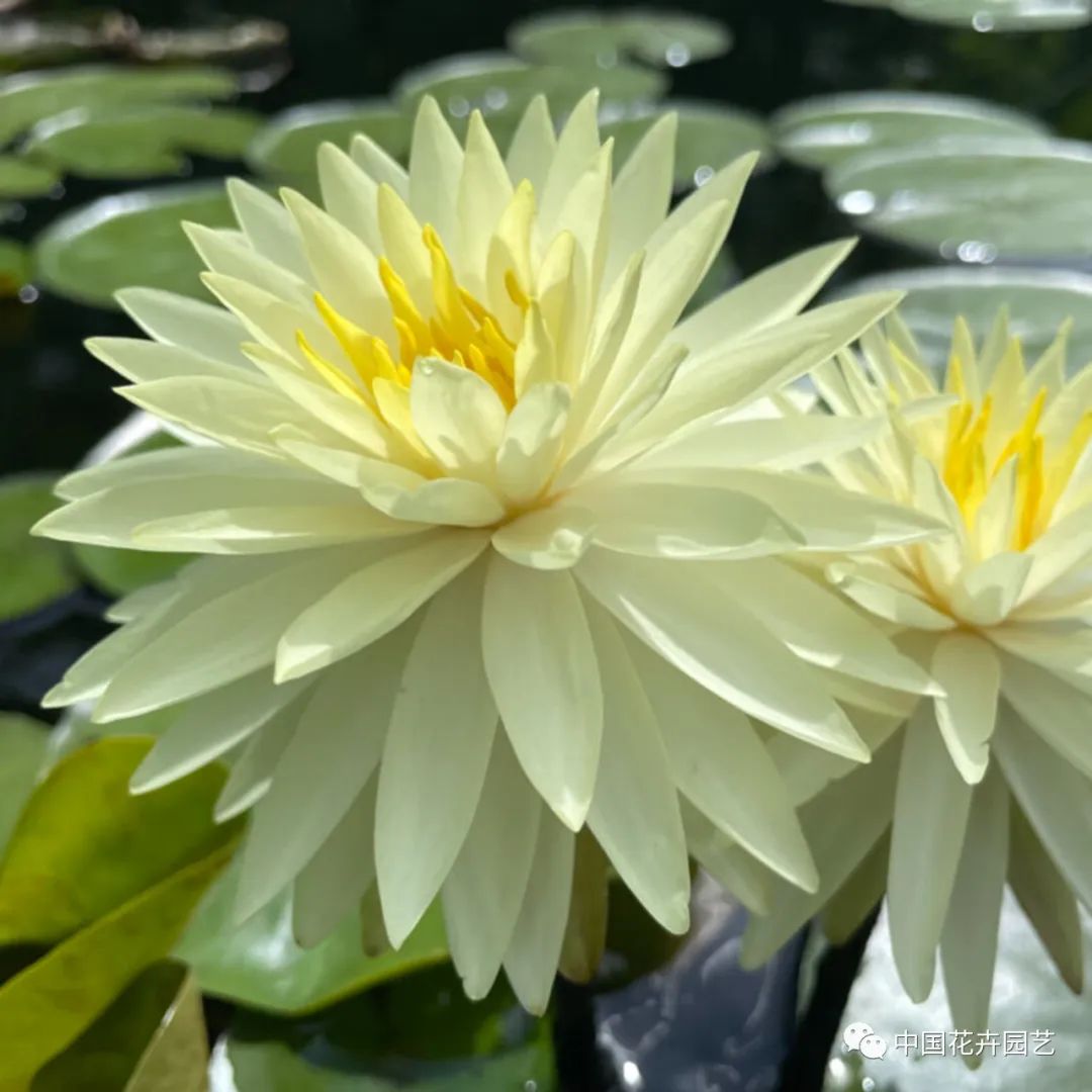 00后培育3个睡莲新品种获国际认证,睡莲热门品种