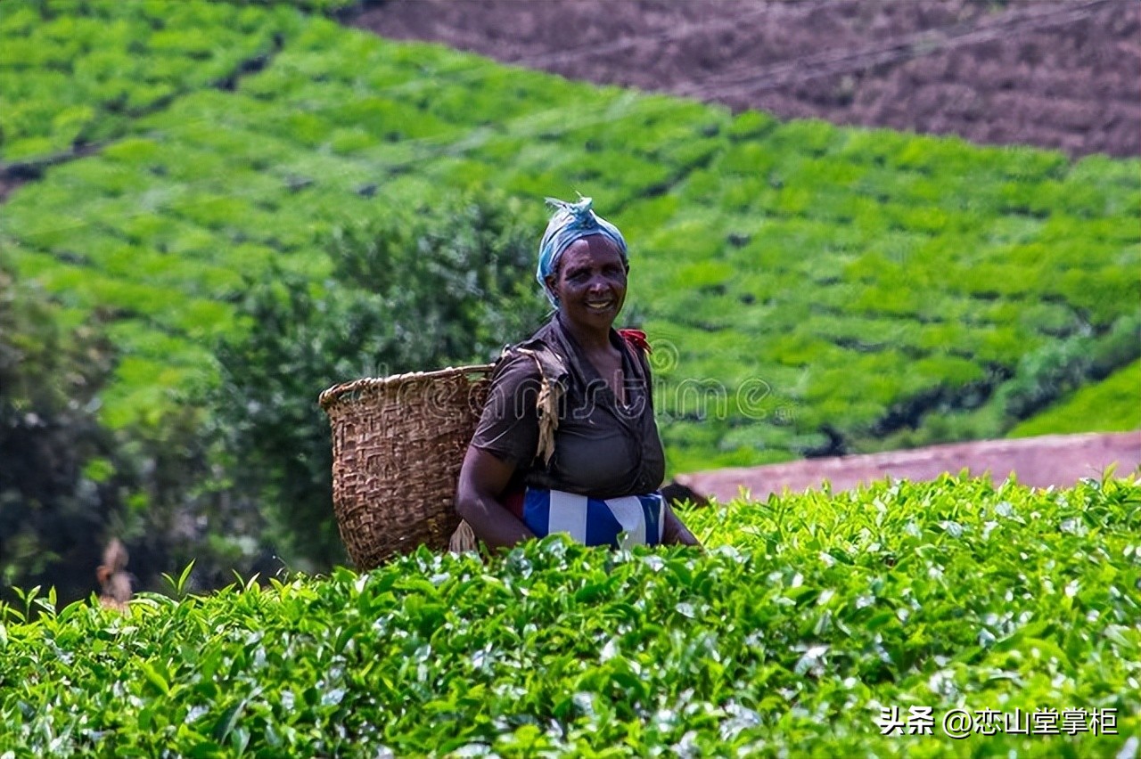 最好喝的茶叶排行榜春茶,春茶排名第一的茶是什么茶叶
