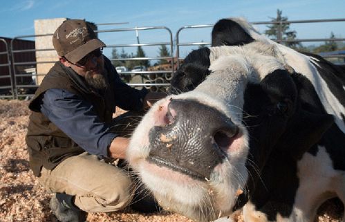 奶牛天天产奶背后的真相,奶牛怎么不停产奶
