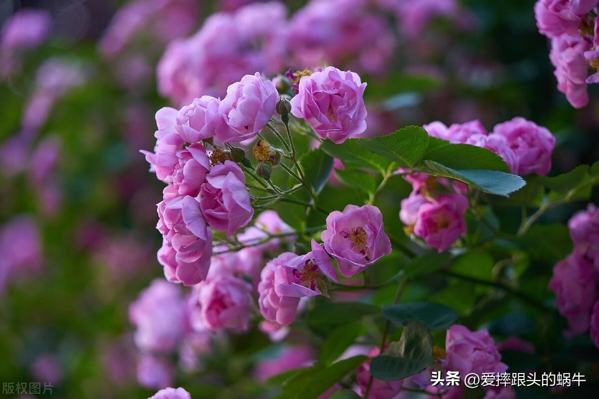 生如夏花灿烂的时候,生如夏花绚烂绽放歌曲视频