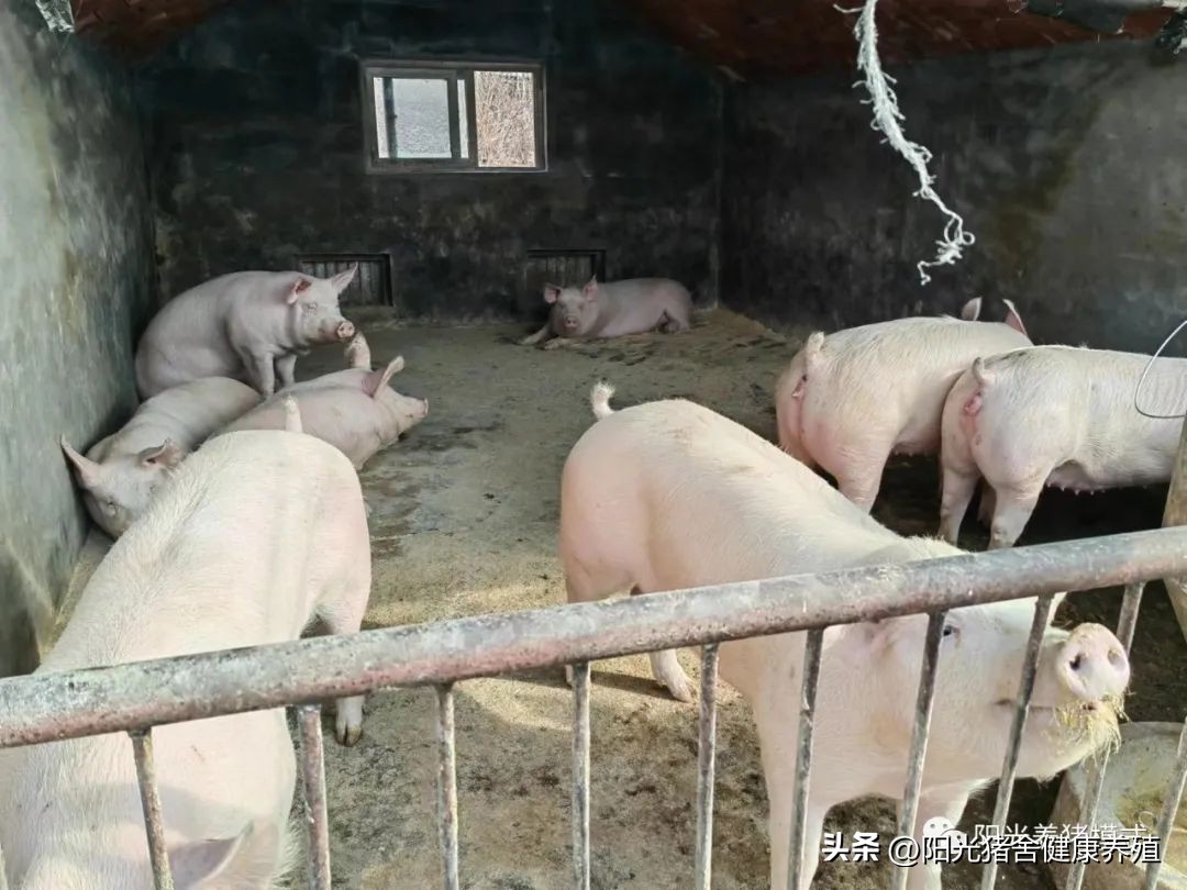 家庭农场养猪怎么样赚钱,农村养殖场养猪怎么赚钱