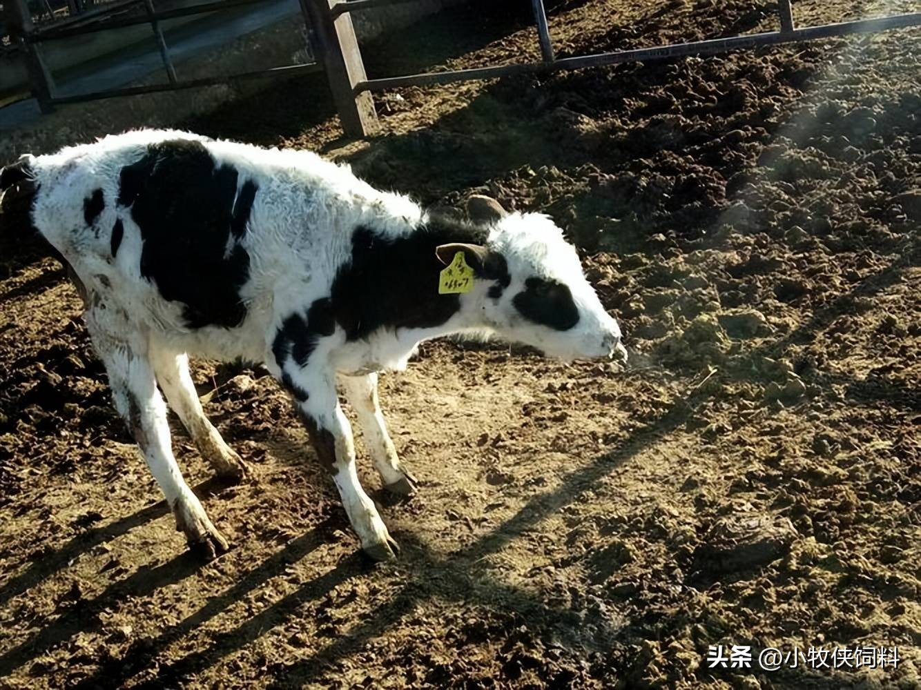 新生牛犊喘到底用什么药好用,犊牛喘得厉害咋办