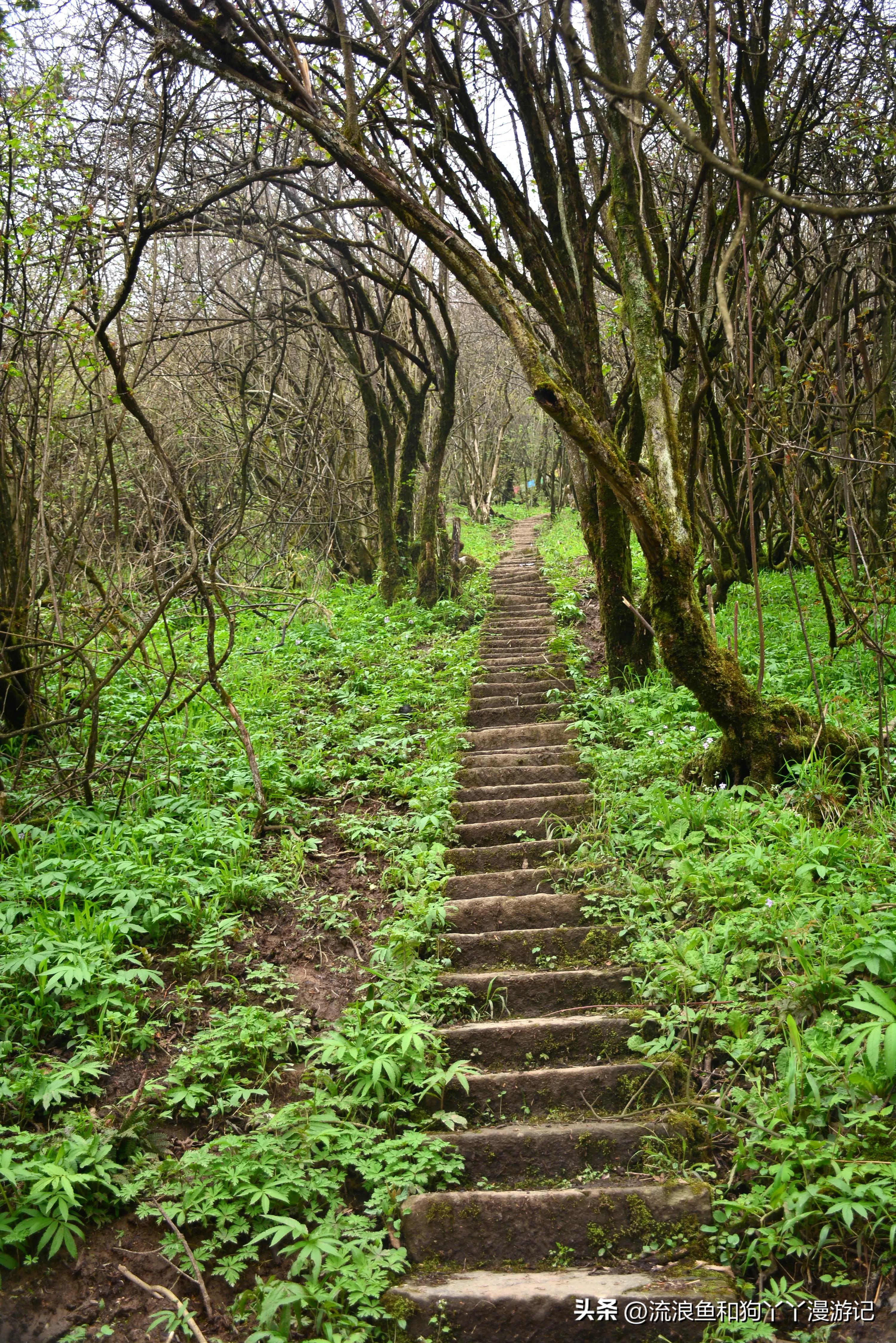 四月份成都近郊一日游好去处,2022成都近郊看雪一日游最佳去处